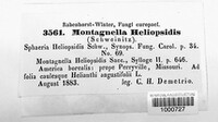 Montagnella heliopsidis image